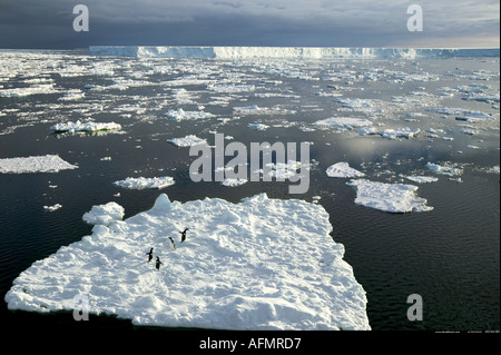 Adelie penguins on ice floe in front of B 15 the world s biggest iceberg Antarctica Stock Photo