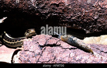 21641 western garter snake Thamnophis elegans hunts a slug mollusk San Francisco California USA reptile herp food garde Stock Photo