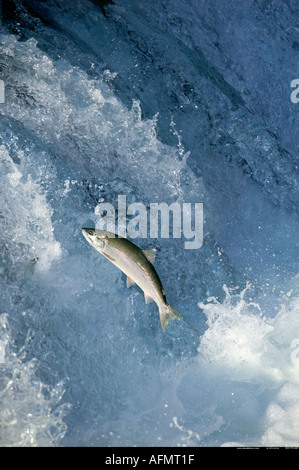 Salmon swimming up waterfall to spawning grounds Brooks Falls Alaska Stock Photo