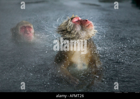 Snow monkey shaking off water Jigokudani National Park Japan Stock Photo