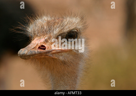 Emu Stock Photo
