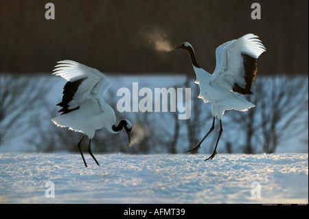 Pair of courting Japanese Cranes on the island of Hokkaido Japan Stock Photo