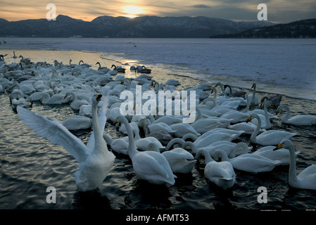 Whooper Swans on the shoreline Hokkaido Island Japan Stock Photo