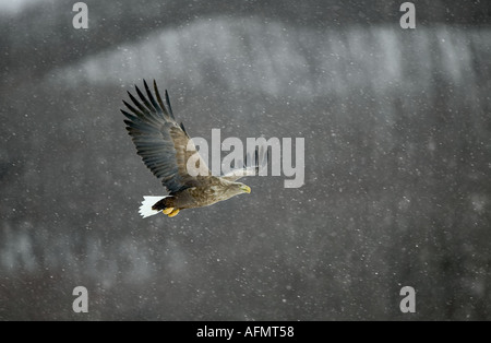 White tailed sea eagle in flight Hokkaido Island Japan Stock Photo