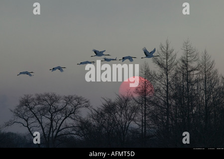 Japanese cranes flying at sunset Hokkaido Island Japan Stock Photo