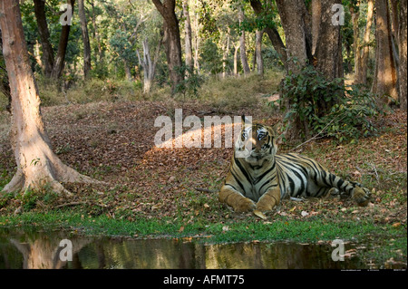 Bengal Tiger resting by the water s edge Bandhavgarh India Stock Photo