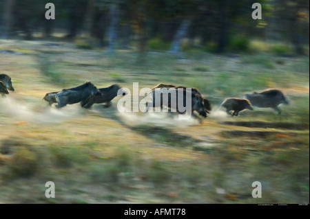 Herd of stampeding Indian Wild Boar Bandhavgarh India Stock Photo