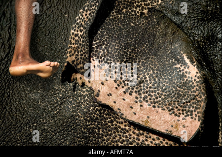 Close up of ear and skin of an Indian Elephant Bandhavgarh India Stock Photo