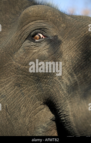 Close up of an Indian Elephant s eye Bandhavgarh India Stock Photo