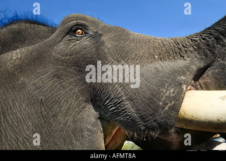 Close up of the head of an Indian Elephant Kanha India