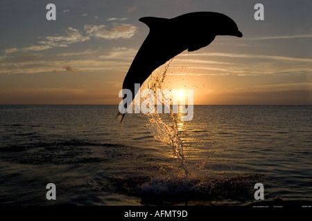 Bottlenose Dolphin leaping at sunset Honduras Stock Photo