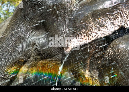 Close up of an Indian elephant Kanha India Stock Photo