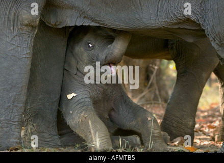 Young Indian Elephant resting beneath his mother Bandhavgarh India
