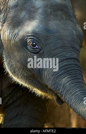 Close up of elephant s face Kanha India