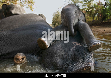 Mother and calf resting in the river Kanha India