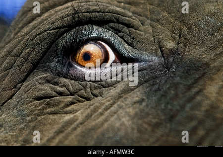 Close up of African elephant s eye Botswana Stock Photo