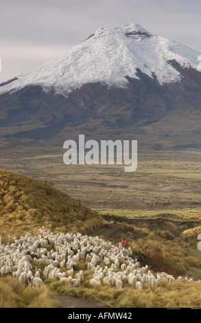 Alpacas Cotopaxi Volcano in back ground Andes Ecuador South America Stock Photo