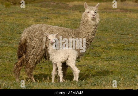 Alpaca mother and baby base of Cotopaxi Volcano Andes Ecuador South America Stock Photo