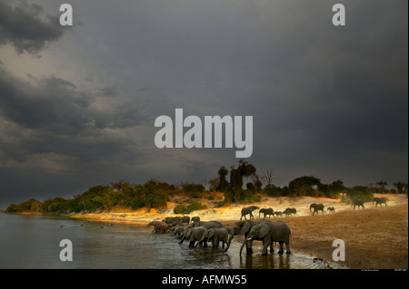 Herd of African elephants drinking beside the river Chobe Botswana