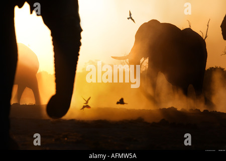 African elephants at sunset Savuti Botswana Stock Photo