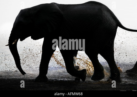 Silhoutted elephant walking in the river Chobe Botswana Stock Photo