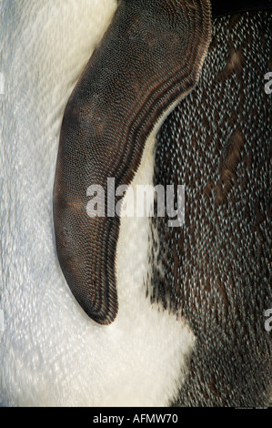 Emperor penguin flipper Cape Washington Antarctica Stock Photo