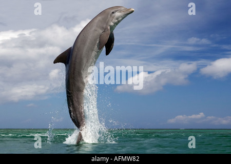 Bottlenose Dolphin, tursiops truncatus, Group Leaping, Honduras Stock Photo  - Alamy