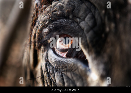 Close up of eye of an elephant Jaipur India Stock Photo