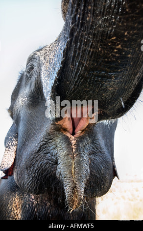 Close up of indian elephant Jaipur India Stock Photo