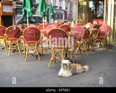 early morning scene at roadside cafe with dog in Boulevard Voltaire Paris France Stock Photo