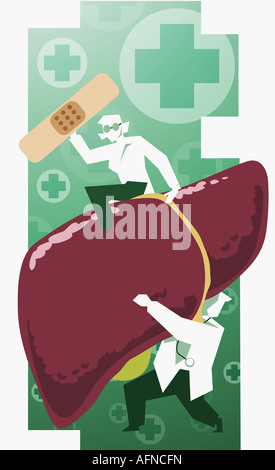 Male doctor carrying a liver Stock Photo