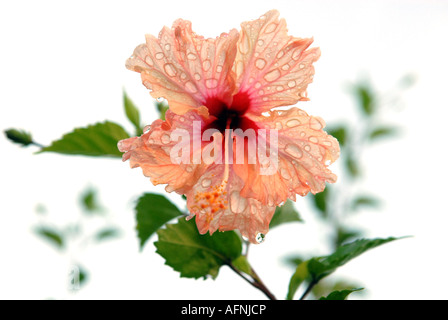 Pink hibiscus flower covered with raindrops (rosemallow, malvaceae, mallow family) Stock Photo