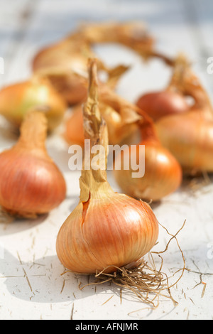 Onions Onion Stuttgarter variety flat onion Stock Photo