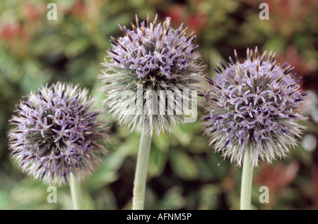 Echinops tienschanicum (Globe thistle) Close up of three round flower heads with small blue and white flowers on them. Stock Photo
