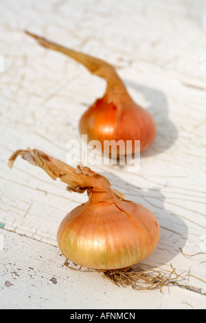 Two Onions Onion Stuttgarter variety flat onion Stock Photo