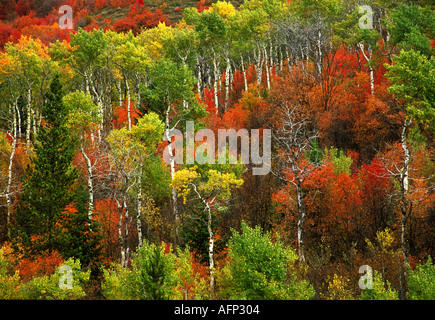 USA Swan Valley Idaho Scenic aspen trees in brilliant autum colors Targhee National Forest Stock Photo