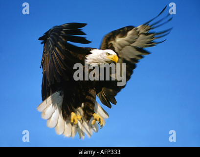 USA IDAHO American Bald Eagle in flight preparing to land in Birds of Prey area Stock Photo