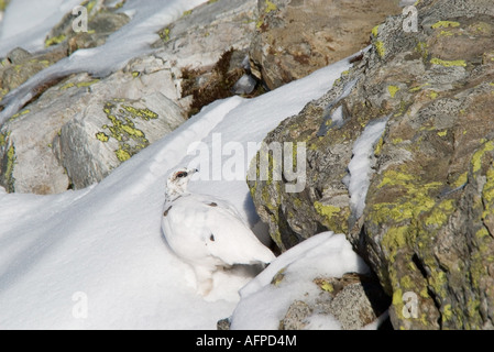 Alpenschneehuhn im Winterkleid Ptarmigan Lagopus mutus in winter plumage