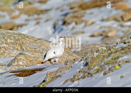 Alpenschneehuhn im Winterkleid Ptarmigan Lagopus mutus in winter plumage