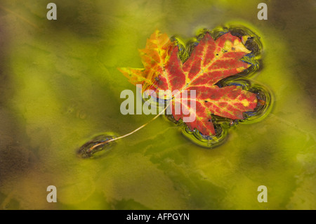 A red maple leaf floats in a golden pond Stock Photo