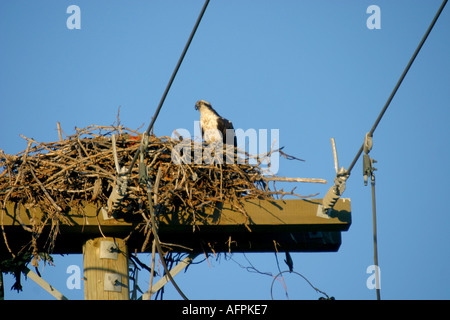 Birds of North America Alberta Canada Osprey Pandion haliaetus Nesting on a power line pole Stock Photo