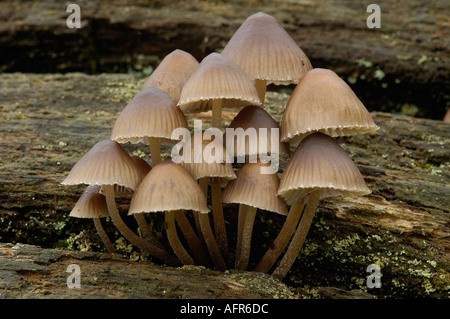 Mycena inclinata growing on an old Sweet Chestnut trunk Stock Photo