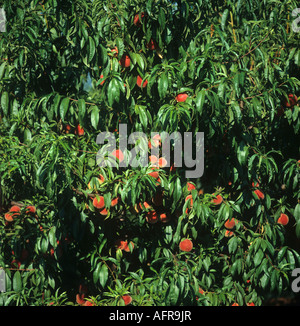 Many ripe peaches ready for picking on the tree Tuscany Italy Stock Photo