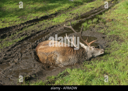 Red Deer Stag Cervus elaphus Wallowing in Mud Scotland Stock Photo