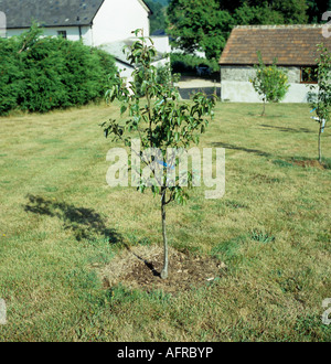 Young pear tree in lawned garden with house and barn behind Devon UK Stock Photo