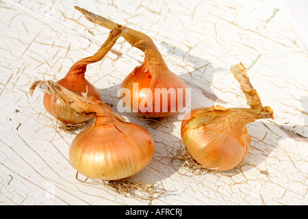 Four Onions Onion Stuttgarter variety flat onion outside Stock Photo