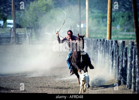 Cowboy on horseback lassoing young steer New Mexico USA Stock Photo