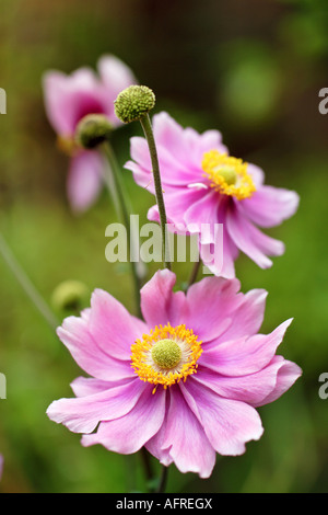 japanese anemone Stock Photo