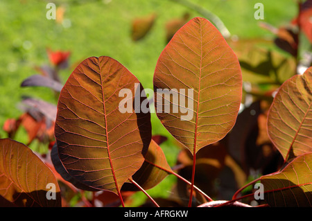 Light shining through the dark red leaves of a smoke tree Cotinus coggygria Stock Photo