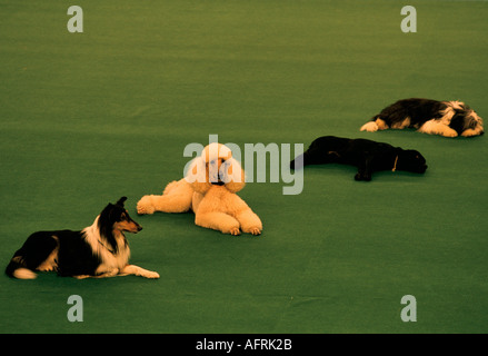 Obedience Competition at Crufts Dog Show 1991 National exhibition Centre Birmingham 1990s UK HOMER SYKES Stock Photo